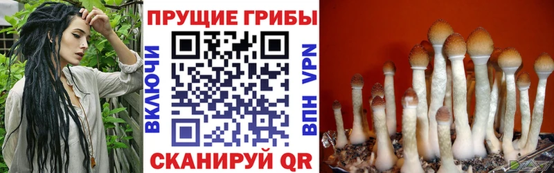 mega ССЫЛКА  Обоянь  Псилоцибиновые грибы Psilocybe 